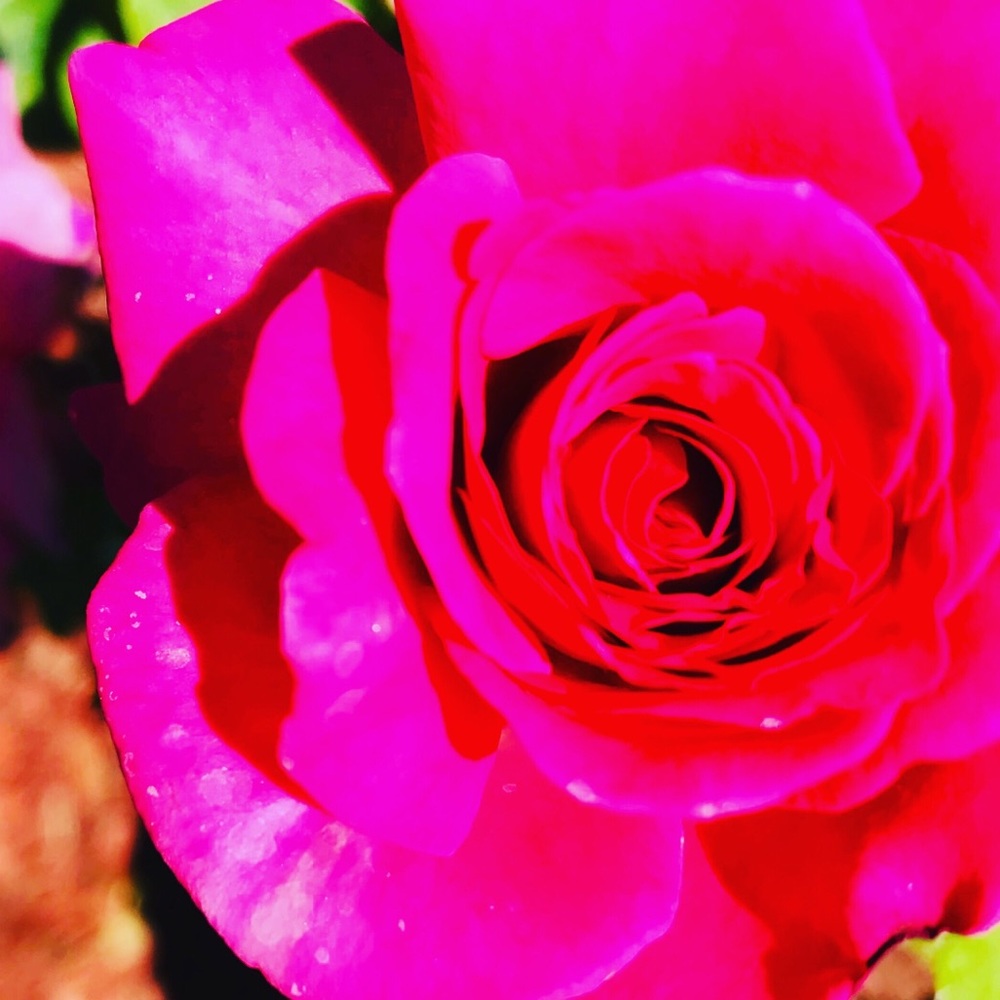 Meet your Posher, Rosa